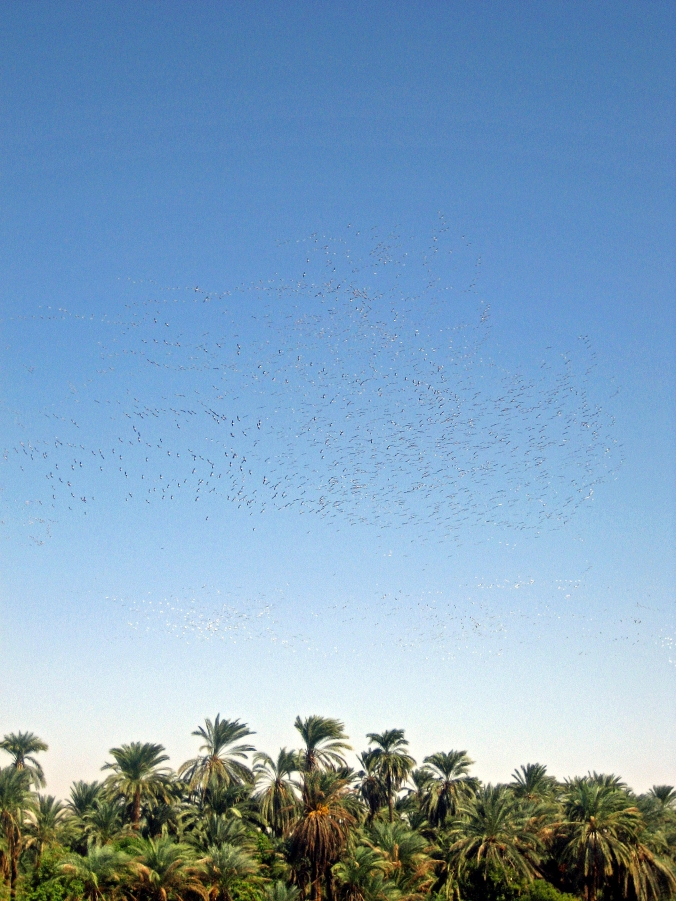 Picture of birds along the Nile in Egypt